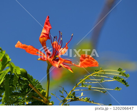 ホウオウボクの花 ホウオウボクの花 120206647