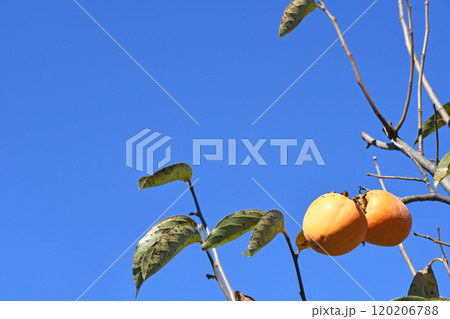 柿の実 柿の実 120206788