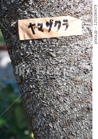 雑木林の中のヤマザクラ 120206979