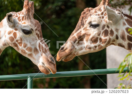 ふれあうキリンのクローズアップ 120207023