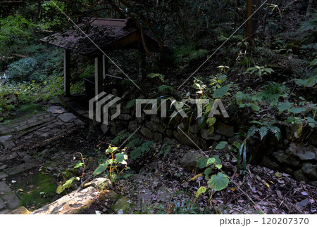 参道の傍の草村、零れる陽刺し、小さな祠 参道の傍の草村、零れる陽刺し、小さな祠 120207370