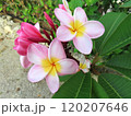 プルメリアの花 120207646