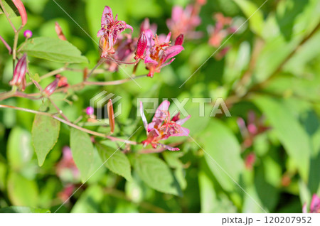 ほととぎすの花 120207952