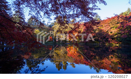 長野県北佐久郡軽井沢町の紅葉の名所の雲場池 120208027