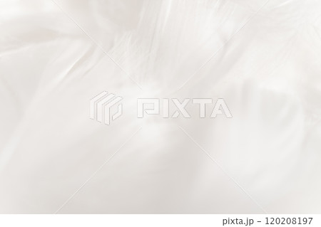 羽根・ふんわり 背景素材 120208197