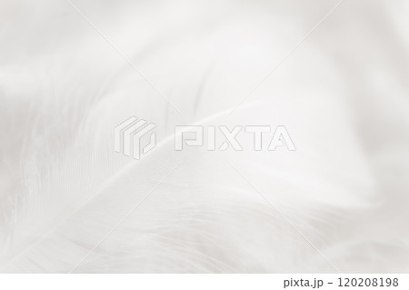 羽根・ふんわり 背景素材 120208198