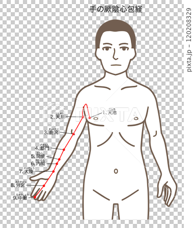 鍼灸の経穴、手の厥陰心包経、ツボのイラスト 120208329