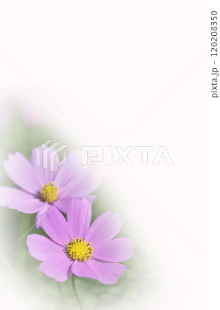 可憐に咲く秋桜   可憐に咲く秋桜   120208350