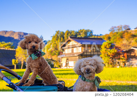 白川郷で犬と散歩 120208404
