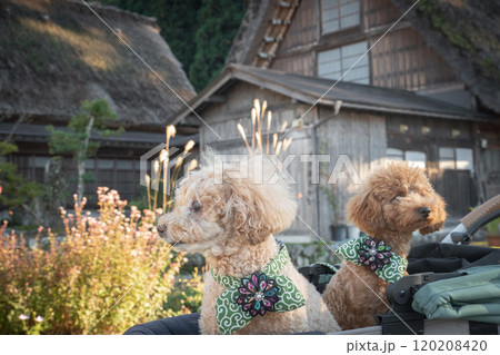 白川郷で犬と散歩 白川郷で犬と散歩 120208420