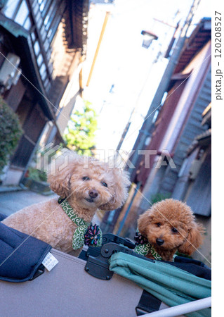 ひがし茶屋街で犬と散歩 120208527