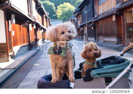 ひがし茶屋街で犬と散歩 ひがし茶屋街で犬と散歩 120208564