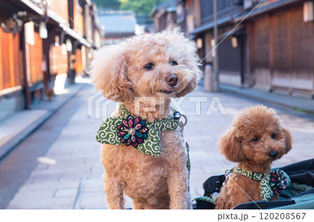 ひがし茶屋街で犬と散歩 120208567