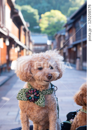 ひがし茶屋街で犬と散歩 ひがし茶屋街で犬と散歩 120208576
