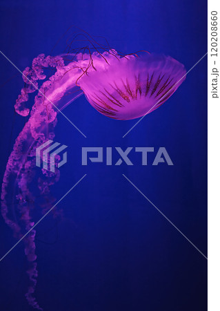 macro shooting under water chrysaora plocamia jellyfish macro shooting under water chrysaora plocamia jellyfish 120208660