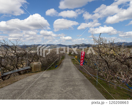 梅の花が咲く南部梅林の風景 梅の花が咲く南部梅林の風景 120208663