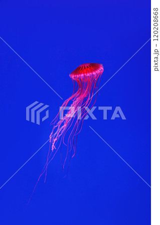 Shooting macro Chrysaora pacifica underwater Shooting macro Chrysaora pacifica underwater 120208668