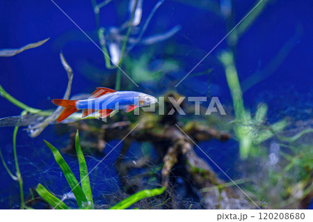 Underwater shot of a fish labeo frenatus glofish 120208680