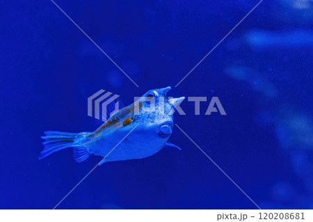Underwater shot of fish Lactoria cornuta Underwater shot of fish Lactoria cornuta 120208681
