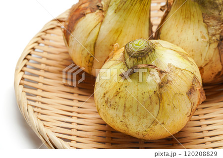 新玉ねぎ 120208829