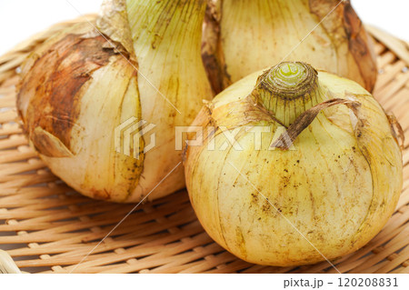 新玉ねぎ 120208831