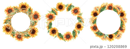 Set of wreaths, frames, templates with yellow sunflower blooms, oat branches and ears of wheat, cereal. Hand drawn watercolor illustration isolated on white. For clip art cards label package 120208869