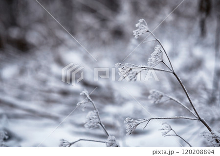 Winter atmospheric landscape with frost-covered dry plants during snowfall. Winter Christmas background 120208894