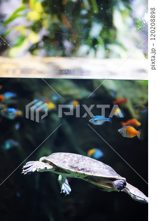 Fish in an aquarium. Oceanarium. Ocean fish in the aquarium. Nature protection concept. Fish underwater in the aquarium Fish in an aquarium. Oceanarium. Ocean fish in the aquarium. Nature protection concept. Fish underwater in the aquarium 120208898