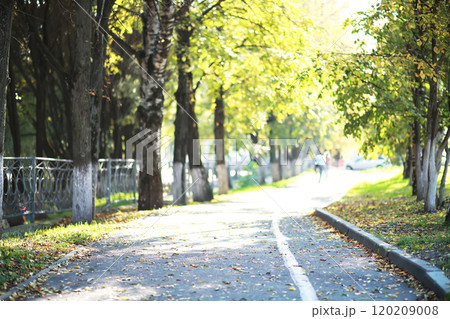 city park without people on an autumn day, bright rays of the sun shine through the crowns of maple trees 120209008