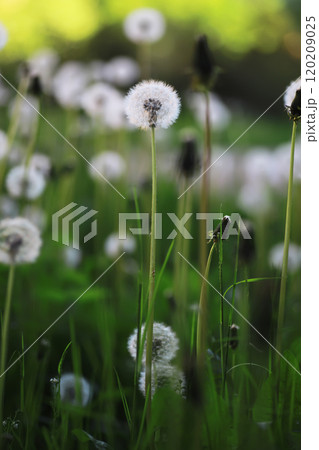 White dandelions in green grass. summer white flowers. 120209025