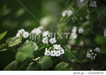 Spring bloom. The first flowers against the background of green spring. Spring bloom. The first flowers against the background of green spring. 120209039