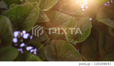 Calm quiet scene green grass landscape.Spring green grass. Calm quiet scene green grass landscape.Spring green grass. 120209041