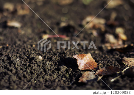 Beautiful autumn park. Russian North. Autumn trees and leaves. Autumn Landscape.Park in Autumn. Forest in Autumn. Beautiful autumn park. Russian North. Autumn trees and leaves. Autumn Landscape.Park in Autumn. Forest in Autumn. 120209088