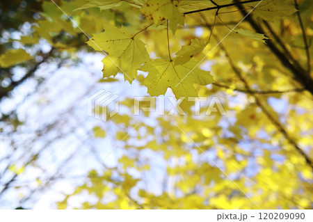 Beautiful autumn park. Russian North. Autumn trees and leaves. Autumn Landscape.Park in Autumn. Forest in Autumn. 120209090