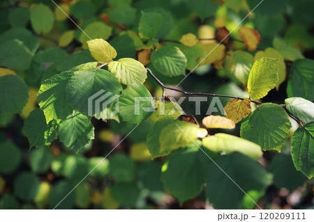 Beautiful autumn park. Russian North. Autumn trees and leaves. Autumn Landscape.Park in Autumn. Forest in Autumn. 120209111