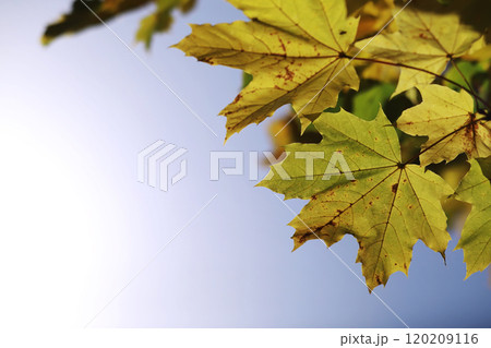 Beautiful autumn park. Russian North. Autumn trees and leaves. Autumn Landscape.Park in Autumn. Forest in Autumn. Beautiful autumn park. Russian North. Autumn trees and leaves. Autumn Landscape.Park in Autumn. Forest in Autumn. 120209116