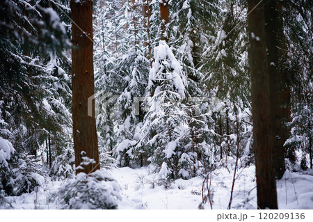 Winter landscape. Trees and plants covered with snow. The beauty of snow covered paths. Snowfall and cooling in tourist areas. Winter landscape. Trees and plants covered with snow. The beauty of snow covered paths. Snowfall and cooling in tourist areas. 120209136