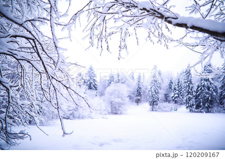 The forest is covered with snow. Frost and snowfall in the park. Winter snowy frosty landscape. 120209167