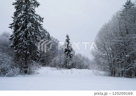 Winter snowy frosty landscape. The forest is covered with snow. Frost and fog in the park. Winter snowy frosty landscape. The forest is covered with snow. Frost and fog in the park. 120209169