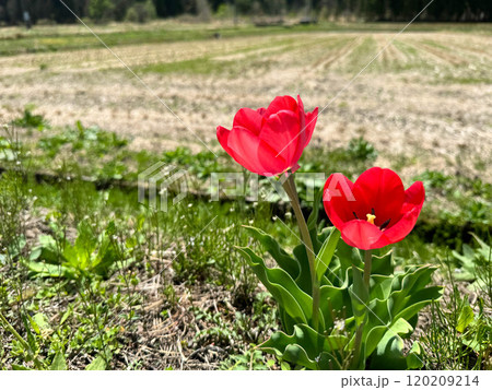 田んぼの脇に咲いた赤いチューリップの花 田んぼの脇に咲いた赤いチューリップの花 120209214