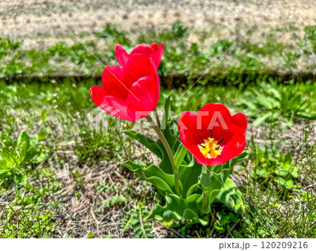 田んぼの脇に咲いた赤いチューリップの花 120209216