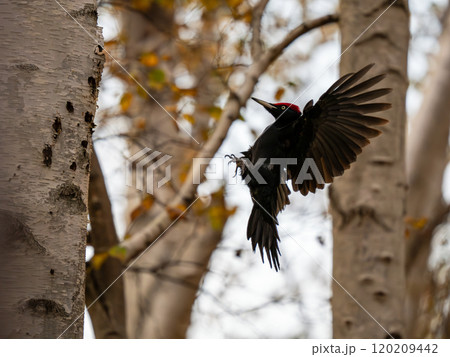 クマゲラ 120209442