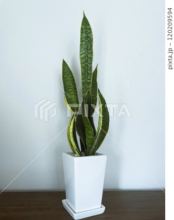 人気の観葉植物サンセベリアの鉢植え3 人気の観葉植物サンセベリアの鉢植え3 120209594
