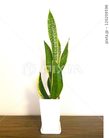 人気の観葉植物サンセベリアの鉢植え5 120209596