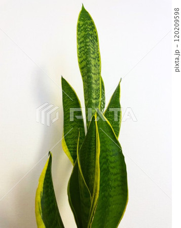 人気の観葉植物サンセベリアの鉢植え7 人気の観葉植物サンセベリアの鉢植え7 120209598