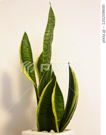 人気の観葉植物サンセベリアの鉢植え9 120209600