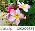 南の島のプルメリアの花 120209625