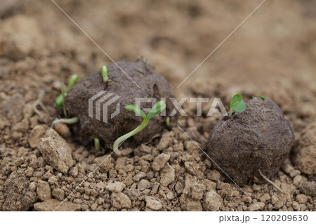 Guerilla Gardening Reforestation, DIY. Seed ball plantation. Seed bombs on dry soil 120209630