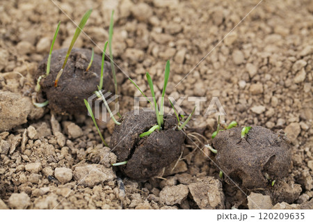 Guerilla Gardening Reforestation, DIY. Seed ball plantation. Seed bombs on dry soil Guerilla Gardening Reforestation, DIY. Seed ball plantation. Seed bombs on dry soil 120209635
