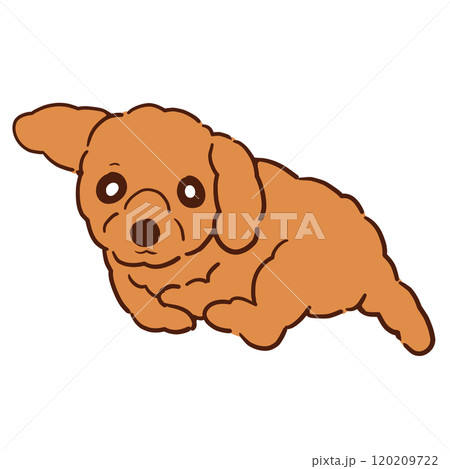 まったりくつろいでいる我が家の愛犬ショコラ 120209722